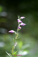 Rotes waldvoeglein